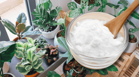 Implementar este recurso en tus rutinas de mantenimiento es una solución útil para proteger tu inversión verde sin gastar una fortuna en productos industriales. CANVA