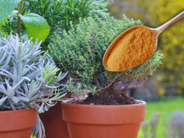 Si se cuenta con plantas pequeñas o macetas de interior, la dosis debe reducirse a una sola cucharadita de canela. ESPECIAL / CANVA