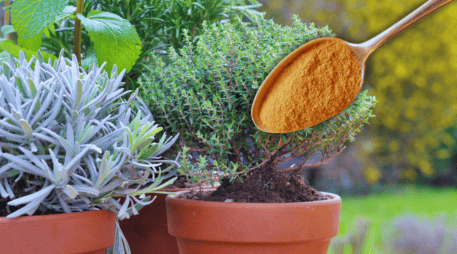 Si se cuenta con plantas pequeñas o macetas de interior, la dosis debe reducirse a una sola cucharadita de canela. ESPECIAL / CANVA