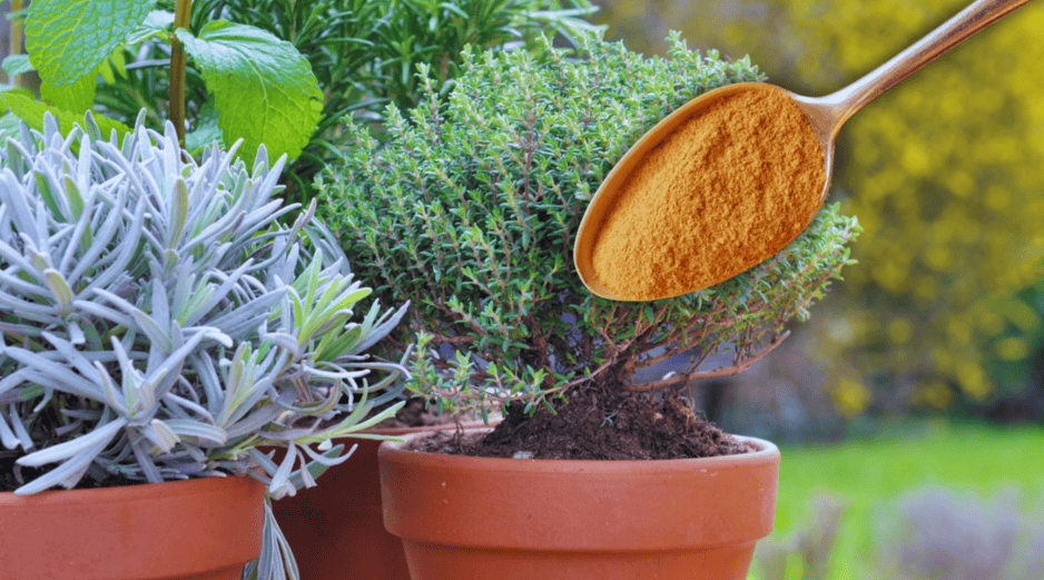 Si se cuenta con plantas pequeñas o macetas de interior, la dosis debe reducirse a una sola cucharadita de canela. ESPECIAL / CANVA
