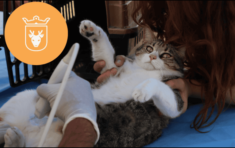 Vacunar a una mascota no solo mejora su calidad de vida, sino que también te permite disfrutar de su compañía por mucho más tiempo. ESPECIAL/ Protección Animal Zapopan