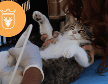 Vacunar a una mascota no solo mejora su calidad de vida, sino que también te permite disfrutar de su compañía por mucho más tiempo. ESPECIAL/ Protección Animal Zapopan