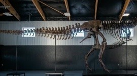 Un esqueleto de T. Rex se vende por un récord de 50,1 millones