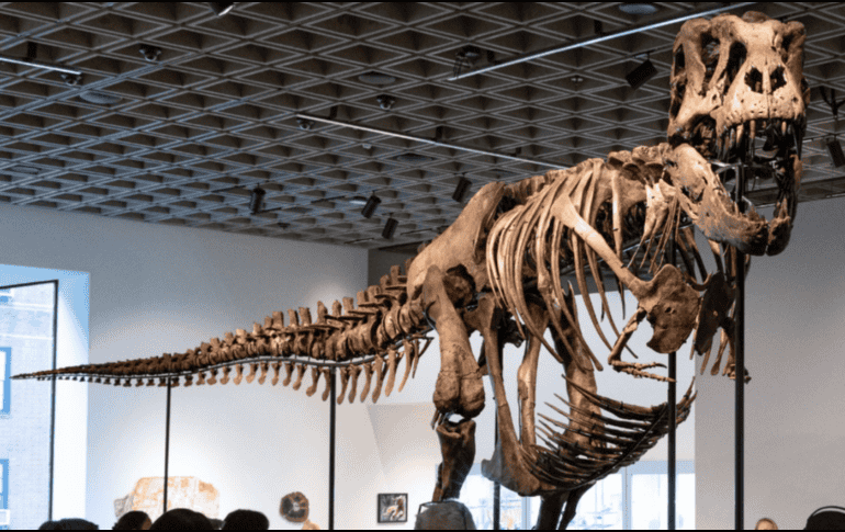 El récord anterior al de 'Gus' pertenecía a 'Apex', un estegosaurio subastado en julio de 2024 por Sotheby's. EFE / Sothebys