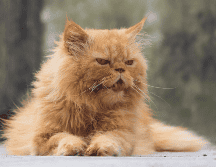 Además de la alimentación y el entorno, la atención veterinaria periódica continúa siendo uno de los pilares para prolongar la vida de los gatos. CANVA