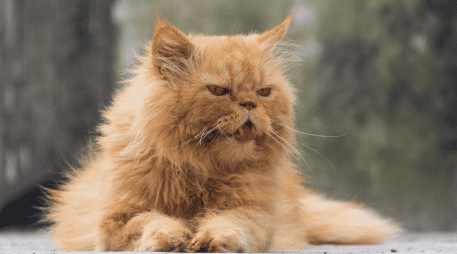 Además de la alimentación y el entorno, la atención veterinaria periódica continúa siendo uno de los pilares para prolongar la vida de los gatos. CANVA