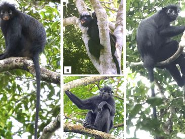 Los investigadores recomiendan clasificar a la especie como 