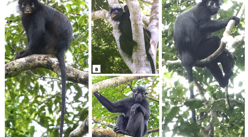 Los investigadores recomiendan clasificar a la especie como 'En peligro' en la Lista Roja de la Unión Internacional para la Conservación de la Naturaleza. EFE / Parque Nacional de Lope