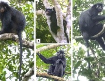 Los investigadores recomiendan clasificar a la especie como 'En peligro' en la Lista Roja de la Unión Internacional para la Conservación de la Naturaleza. EFE / Parque Nacional de Lope