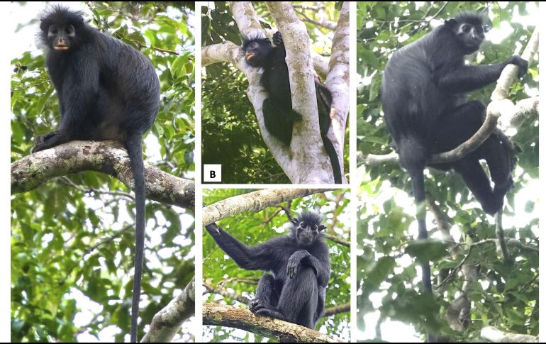 Los investigadores recomiendan clasificar a la especie como 'En peligro' en la Lista Roja de la Unión Internacional para la Conservación de la Naturaleza. EFE / Parque Nacional de Lope