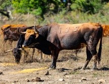 Autoridades agropecuarias advierten que atender el tema del gusano barrenador requiere de 500 millones de moscas estériles. EL INFORMADOR/ARCHIVO