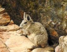 El animal cumple una función esencial dentro del ecosistema al alimentarse de vegetación, semillas y otras partes de las plantas. EFE /J. Japón