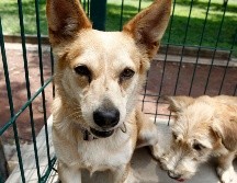 Unos comentarios dichos en televisión abierta contra los perros inspiraron a una legisladora de Morena para presentar una llamativa propuesta de Ley. EL INFORMADOR/ARCHIVO