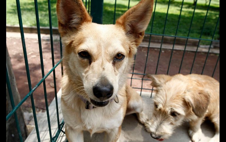 Unos comentarios dichos en televisión abierta contra los perros inspiraron a una legisladora de Morena para presentar una llamativa propuesta de Ley. EL INFORMADOR/ARCHIVO