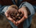 Aunque no lo creas, las avellanas tienen muchísimos beneficios si las consumes de manera responsable. ESPECIAL/PEXELS