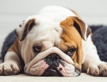 Especialistas veterinarios han advertido que es importante identificar estas complicaciones y necesidades. UNSPLASH / S. LAVALAYE