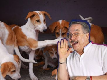 Pedro Sola aseguró que la experiencia fue emotiva y reconoció el impacto que tuvo conocer las historias de los animales rescatados. PEXELS/SUN/ARCHIVO/ESPECIAL