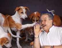 Pedro Sola aseguró que la experiencia fue emotiva y reconoció el impacto que tuvo conocer las historias de los animales rescatados. PEXELS/SUN/ARCHIVO/ESPECIAL