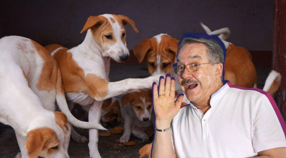 Pedro Sola aseguró que la experiencia fue emotiva y reconoció el impacto que tuvo conocer las historias de los animales rescatados. PEXELS/SUN/ARCHIVO/ESPECIAL