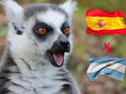 Los lémures Julien, Maurice y Mort eligieron el cuenco de España durante una dinámica previa a la final del Mundial 2026. ESPECIAL / CANVA
