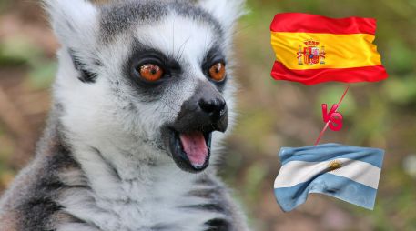Los lémures Julien, Maurice y Mort eligieron el cuenco de España durante una dinámica previa a la final del Mundial 2026. ESPECIAL / CANVA