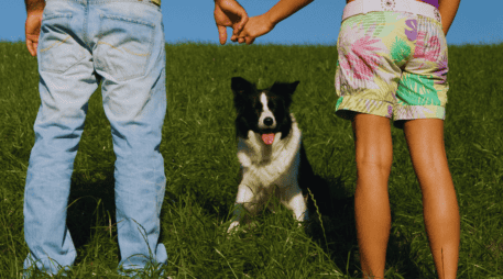 Los perros han pasado de ser considerados simples animales de compañía a ocupar el lugar de verdaderos 