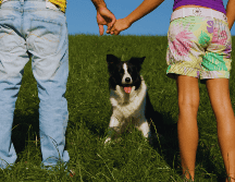 Los perros han pasado de ser considerados simples animales de compañía a ocupar el lugar de verdaderos 