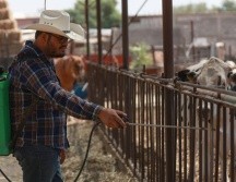 Trabajadores del sector señalaron que una eventual propagación del gusano barrenador pondría en riesgo no solo la producción, sino también el empleo de quienes dependen de esta actividad. EFE/L. Torres