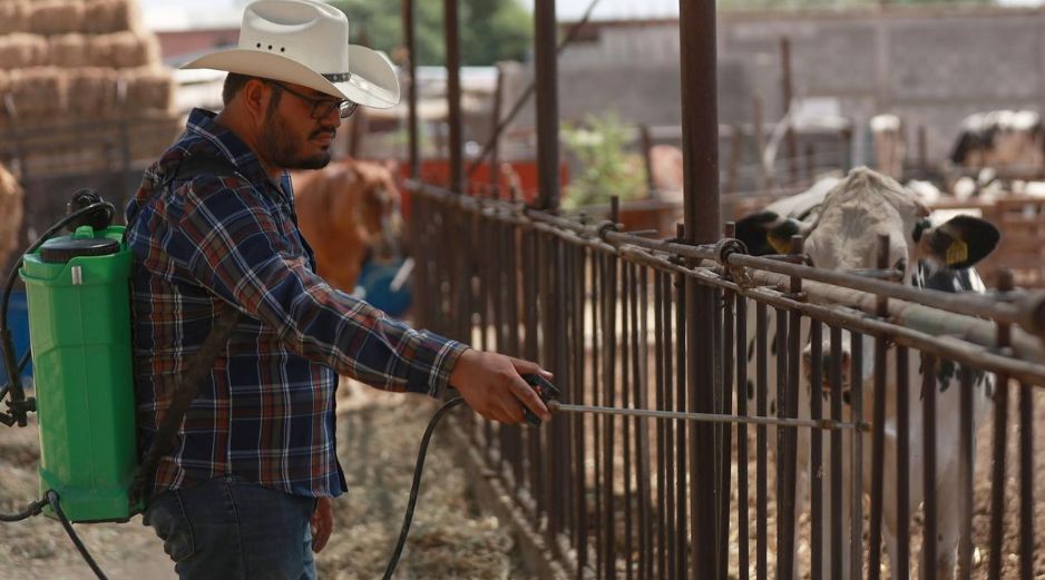 Trabajadores del sector señalaron que una eventual propagación del gusano barrenador pondría en riesgo no solo la producción, sino también el empleo de quienes dependen de esta actividad. EFE/L. Torres