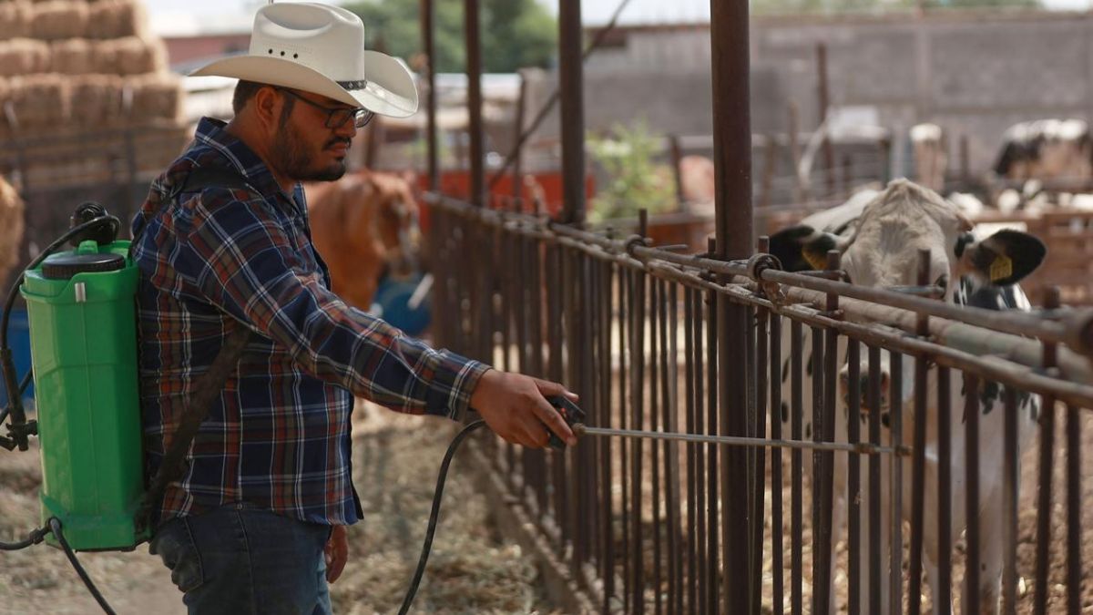 Tras primer caso de gusano barrenador en Chihuahua, ganaderos refuerzan medidas