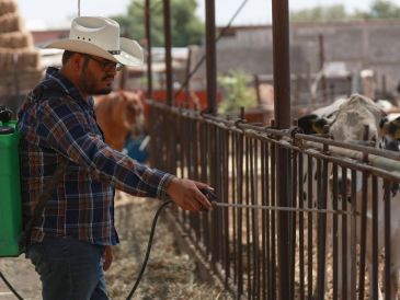 Trabajadores del sector señalaron que una eventual propagación del gusano barrenador pondría en riesgo no solo la producción, sino también el empleo de quienes dependen de esta actividad. EFE/L. Torres