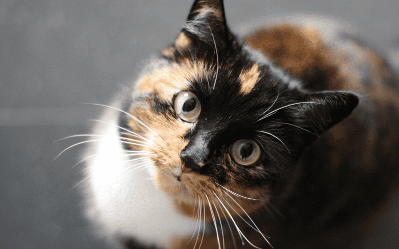 &nbsp;CANVA