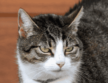 Cuando una persona sale de casa, el gato suele mantener sus rutinas habituales, pero eso no significa que sea indiferente a la ausencia de quien convive con él. Cada felino tiene una personalidad distinta. CANVA