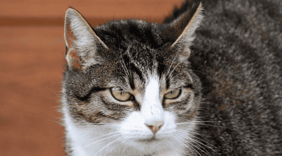 Cuando una persona sale de casa, el gato suele mantener sus rutinas habituales, pero eso no significa que sea indiferente a la ausencia de quien convive con él. Cada felino tiene una personalidad distinta. CANVA