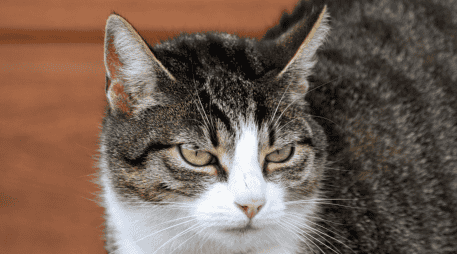 Cuando una persona sale de casa, el gato suele mantener sus rutinas habituales, pero eso no significa que sea indiferente a la ausencia de quien convive con él. Cada felino tiene una personalidad distinta. CANVA