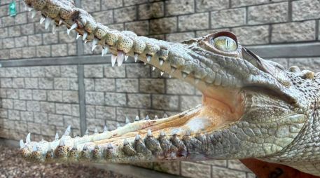 El reptil fue localizado por elementos de Protección Civil y Bomberos de Tonalá. CORTESÍA
