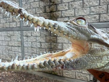 El reptil fue localizado por elementos de Protección Civil y Bomberos de Tonalá. CORTESÍA