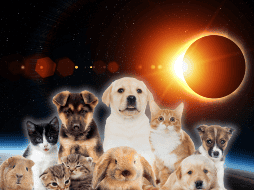 Para quienes tienen mascotas, la recomendación principal es mantener la calma, respetar el comportamiento natural de los animales y disfrutar del espectáculo astronómico de forma segura, sin intentar modificar sus reacciones. CANVA