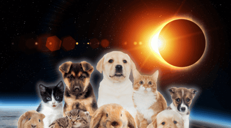 Para quienes tienen mascotas, la recomendación principal es mantener la calma, respetar el comportamiento natural de los animales y disfrutar del espectáculo astronómico de forma segura, sin intentar modificar sus reacciones. CANVA