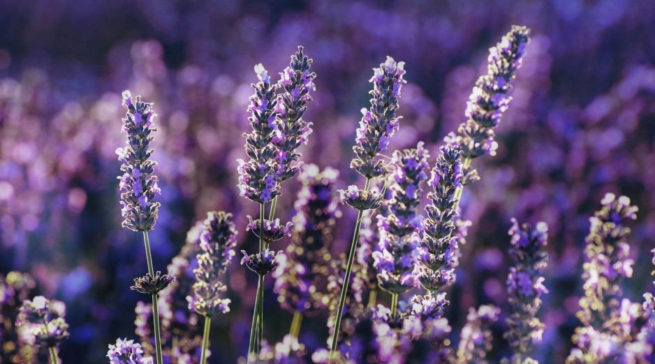 El aroma dulce y floral de la lavanda, que nosotros disfrutamos a diario, resulta asfixiante y abrumador para las moscas que intentan ingresar a la vivienda. Unsplash