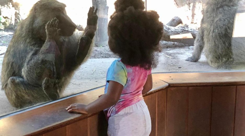 En la imagen, una niña y un babuino oliva interactúan a través del cristal en el zoológico de Seneca Park, donde se encuentra el Portal Primatey se ha hecho en parte esta investigación. CORTESÍA/ Instituto Tecnológico de Rochester