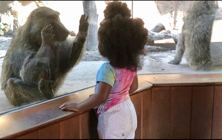 En la imagen, una niña y un babuino oliva interactúan a través del cristal en el zoológico de Seneca Park, donde se encuentra el Portal Primatey se ha hecho en parte esta investigación. CORTESÍA/ Instituto Tecnológico de Rochester