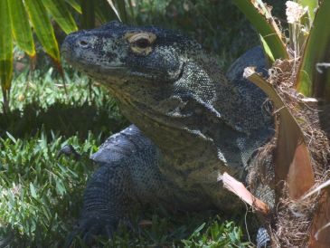 La autoridad ambiental insiste en que la mejor forma de evitar sanciones es no comprar animales silvestres en mercados, redes sociales o vendedores informales. EL INFORMADOR/ARCHIVO