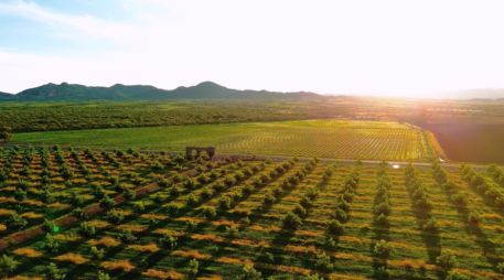 Chihuahua se consolida como el nuevo epicentro vitivinícola de México. ESPECIAL/FIDEICOMISO PARA LA PROMOCIÓN TURÍSTICA DEL ESTADO DE CHIHUAHUA.
