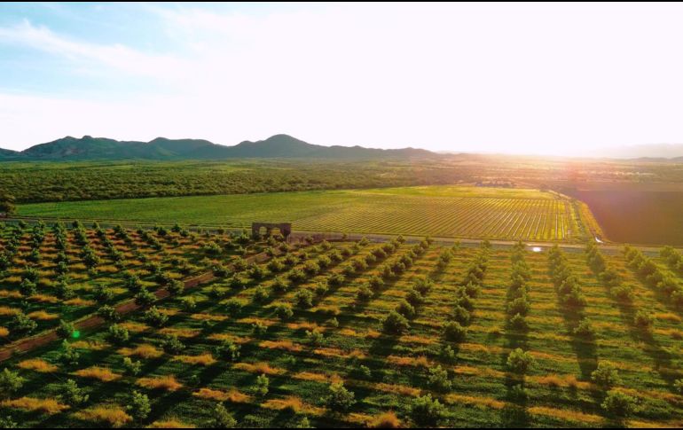 Chihuahua se consolida como el nuevo epicentro vitivinícola de México. ESPECIAL/FIDEICOMISO PARA LA PROMOCIÓN TURÍSTICA DEL ESTADO DE CHIHUAHUA.
