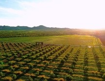 Chihuahua se consolida como el nuevo epicentro vitivinícola de México. ESPECIAL/FIDEICOMISO PARA LA PROMOCIÓN TURÍSTICA DEL ESTADO DE CHIHUAHUA.