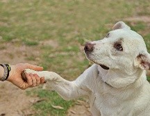 La lateralidad de tu mascota influye en su personalidad, nivel de estrés y capacidad de adiestramiento. ESPECIAL/PEXELS