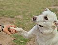 La lateralidad de tu mascota influye en su personalidad, nivel de estrés y capacidad de adiestramiento. ESPECIAL/PEXELS