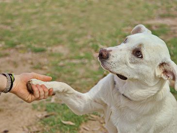 La lateralidad de tu mascota influye en su personalidad, nivel de estrés y capacidad de adiestramiento. ESPECIAL/PEXELS
