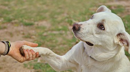 La lateralidad de tu mascota influye en su personalidad, nivel de estrés y capacidad de adiestramiento. ESPECIAL/PEXELS